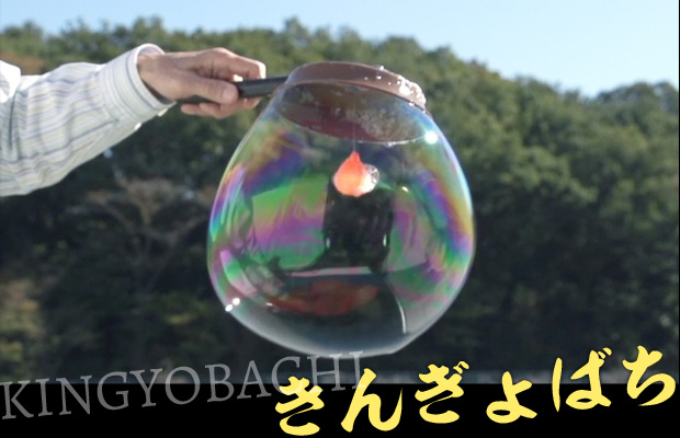 きんぎょばち